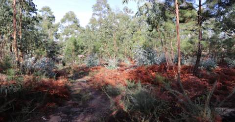 Terreno Para Construção  Venda em Lustosa e Barrosas (Santo Estêvão),Lousada
