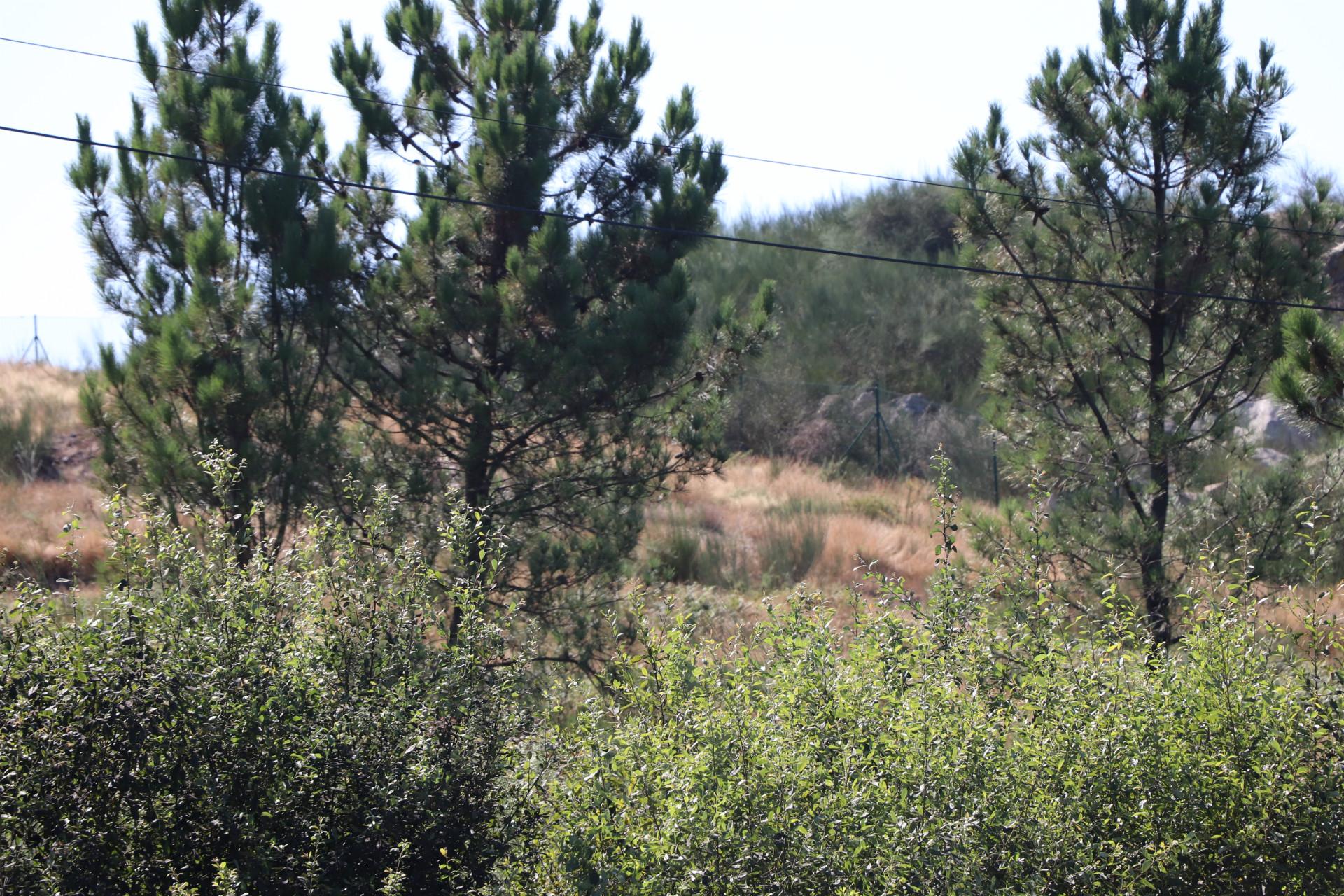 Lote de Terreno  Venda em Lustosa e Barrosas (Santo Estêvão),Lousada