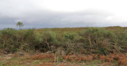 Lote de Terreno  Venda em Lustosa e Barrosas (Santo Estêvão),Lousada
