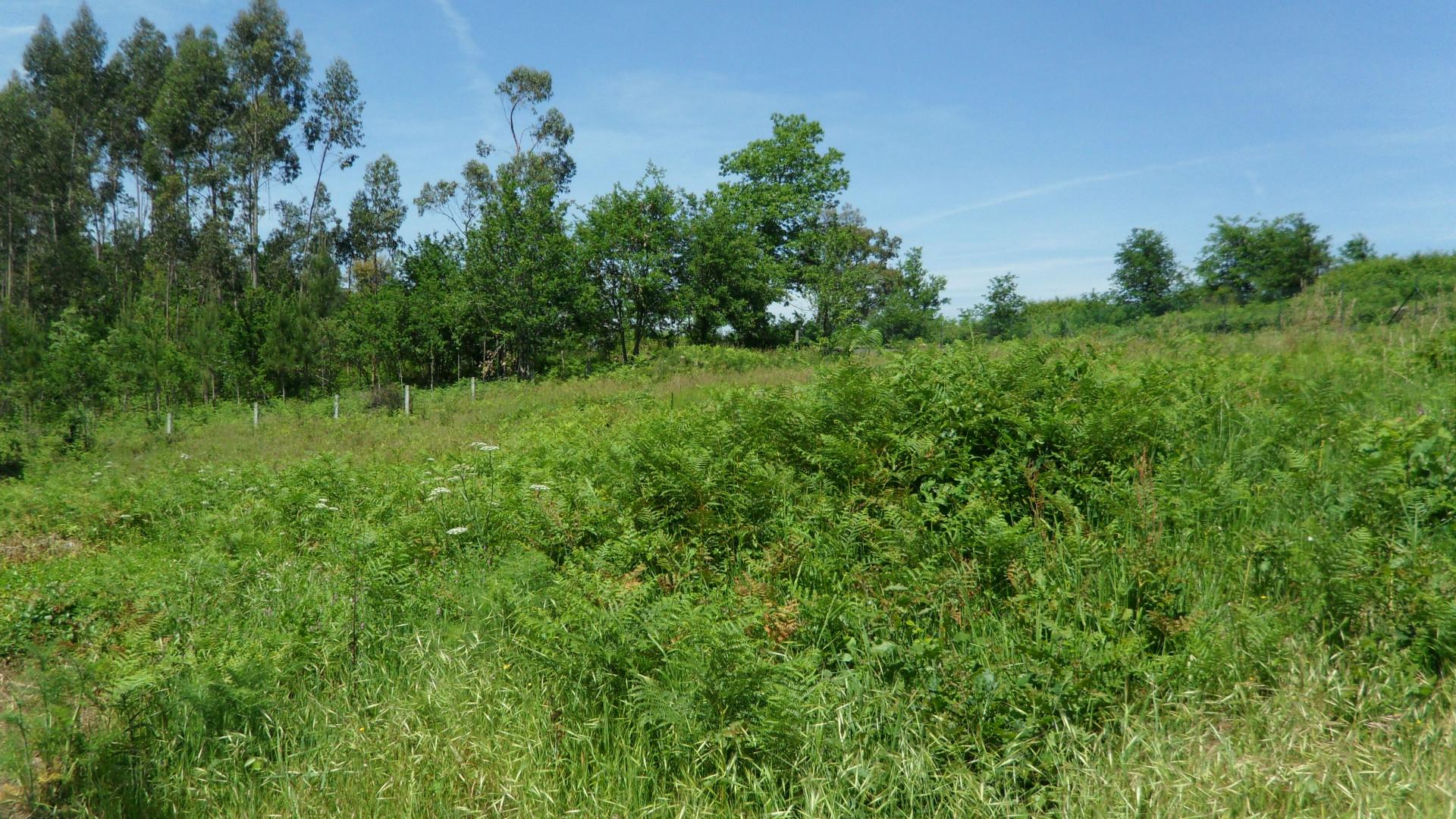 Terreno Rústico  Venda em Oliveira de Azeméis, Santiago de Riba-Ul, Ul, Macinhata da Seixa e Madail,Oliveira de Azeméis