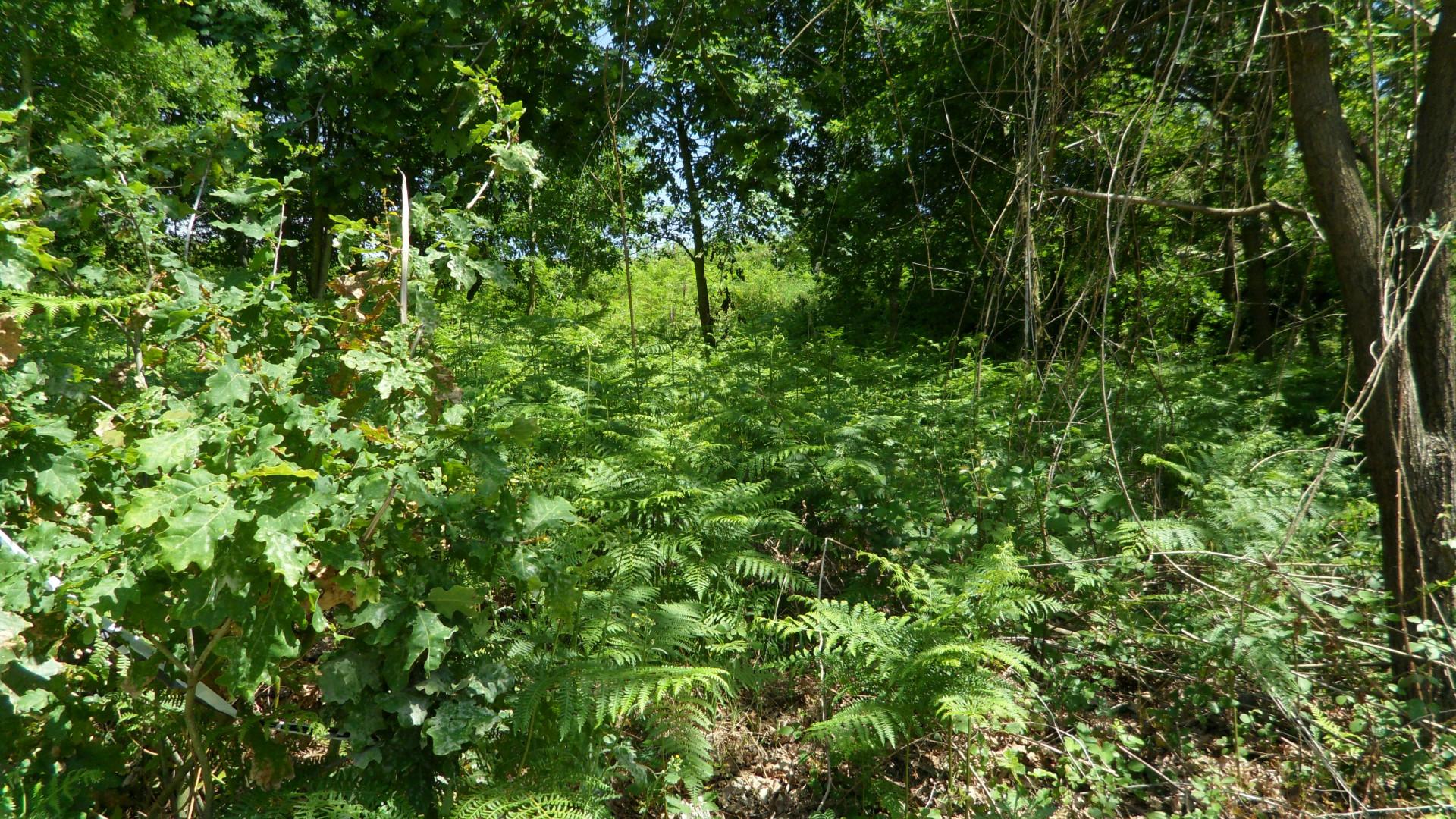 Terreno Urbano  Venda em Pinheiro da Bemposta, Travanca e Palmaz,Oliveira de Azeméis