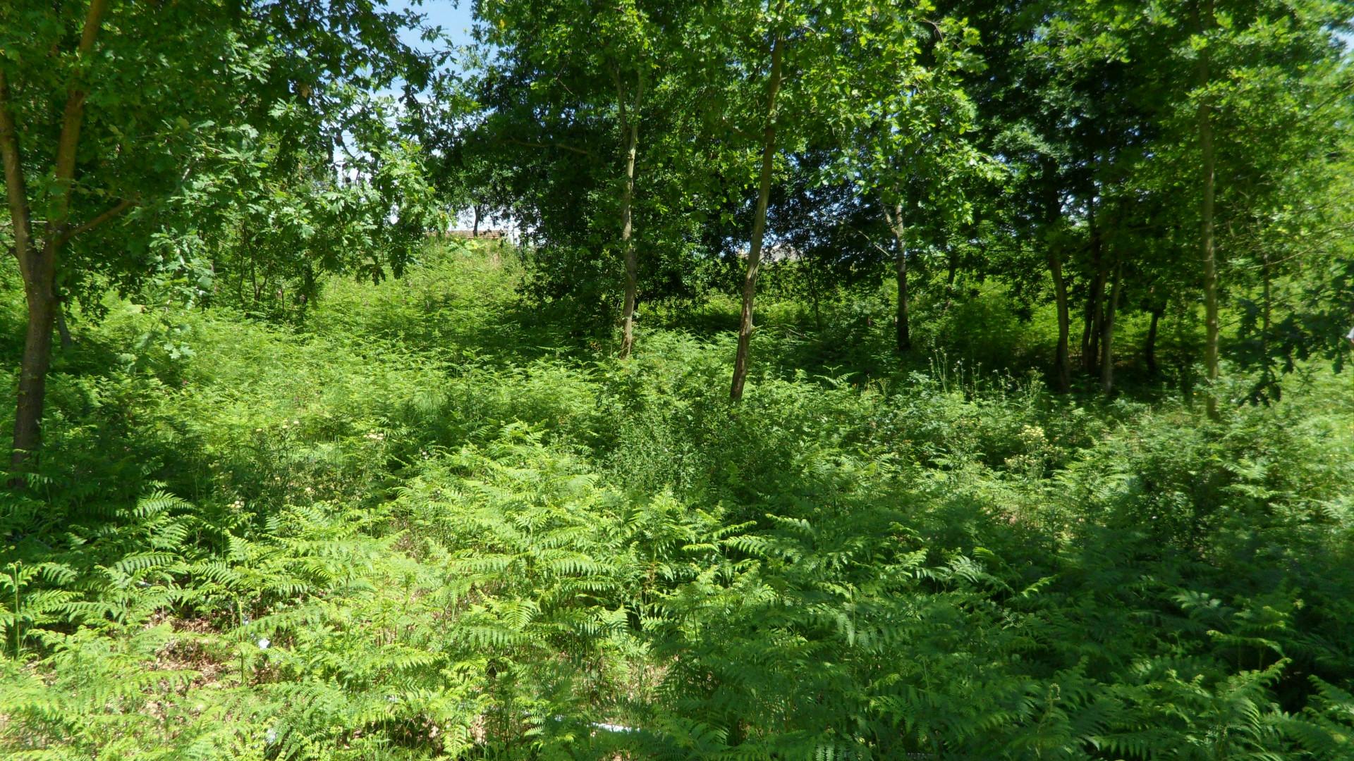 Terreno Urbano  Venda em Pinheiro da Bemposta, Travanca e Palmaz,Oliveira de Azeméis