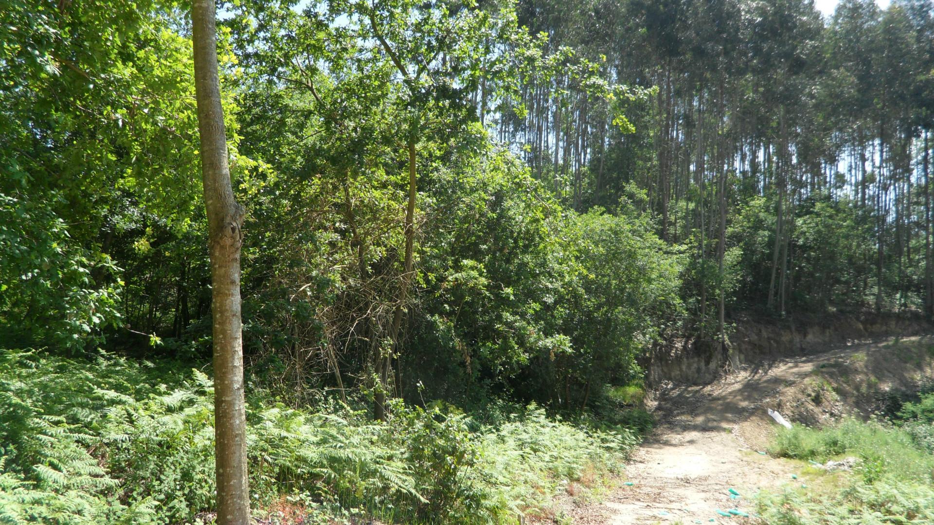 Terreno Urbano  Venda em Pinheiro da Bemposta, Travanca e Palmaz,Oliveira de Azeméis