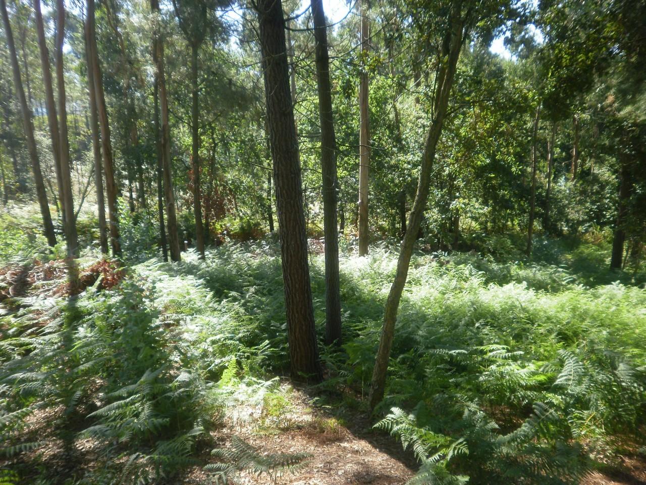 Terreno  Venda em Sandim, Olival, Lever e Crestuma,Vila Nova de Gaia