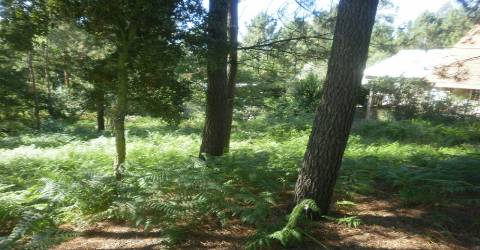 Terreno  Venda em Sandim, Olival, Lever e Crestuma,Vila Nova de Gaia