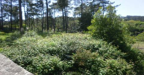 Terreno Rústico  Venda em Sandim, Olival, Lever e Crestuma,Vila Nova de Gaia