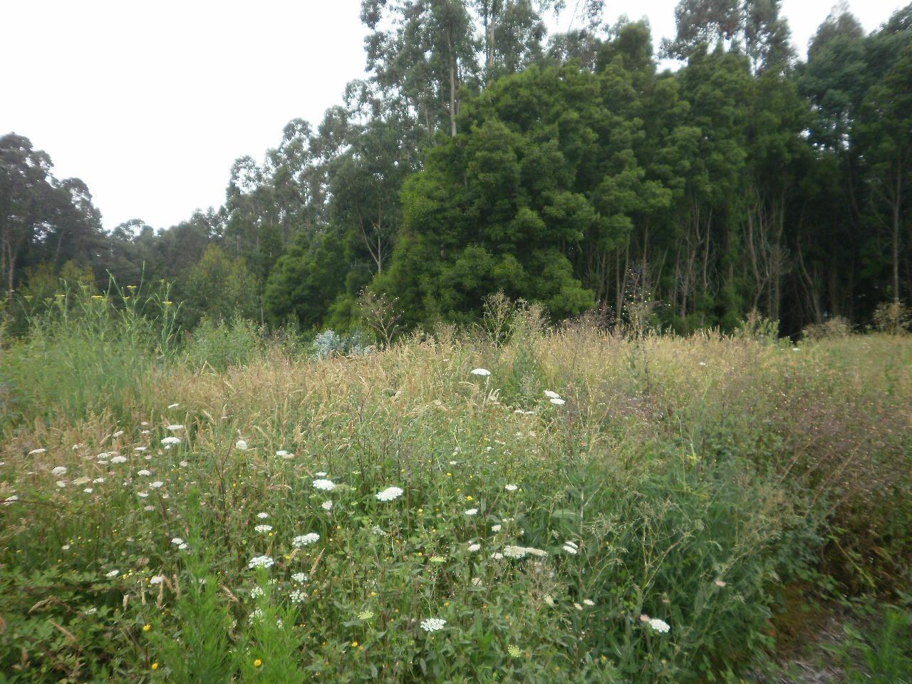 Terreno  Venda em Arcozelo,Vila Nova de Gaia