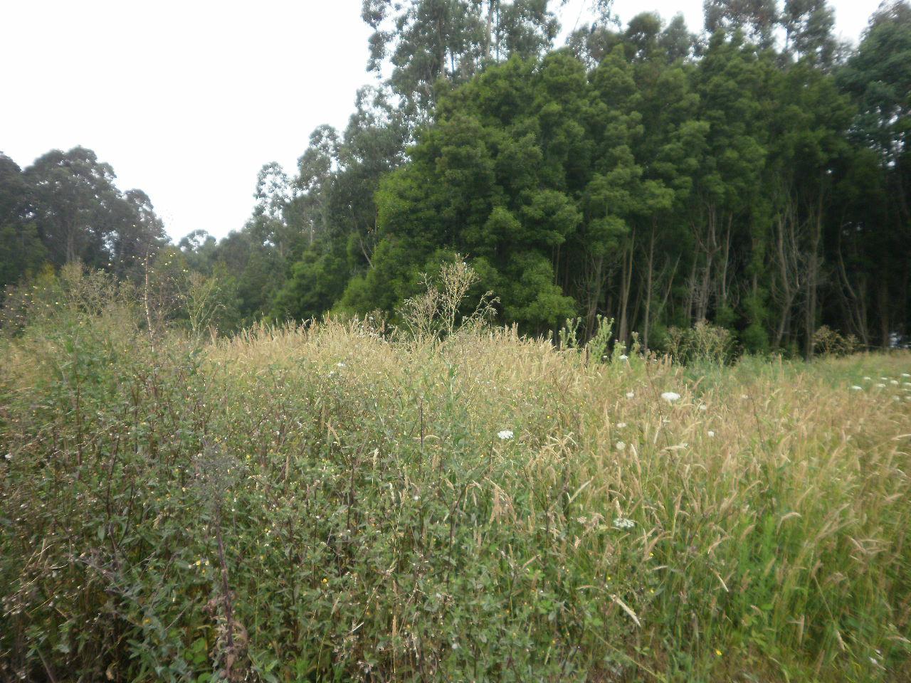 Terreno  Venda em Arcozelo,Vila Nova de Gaia