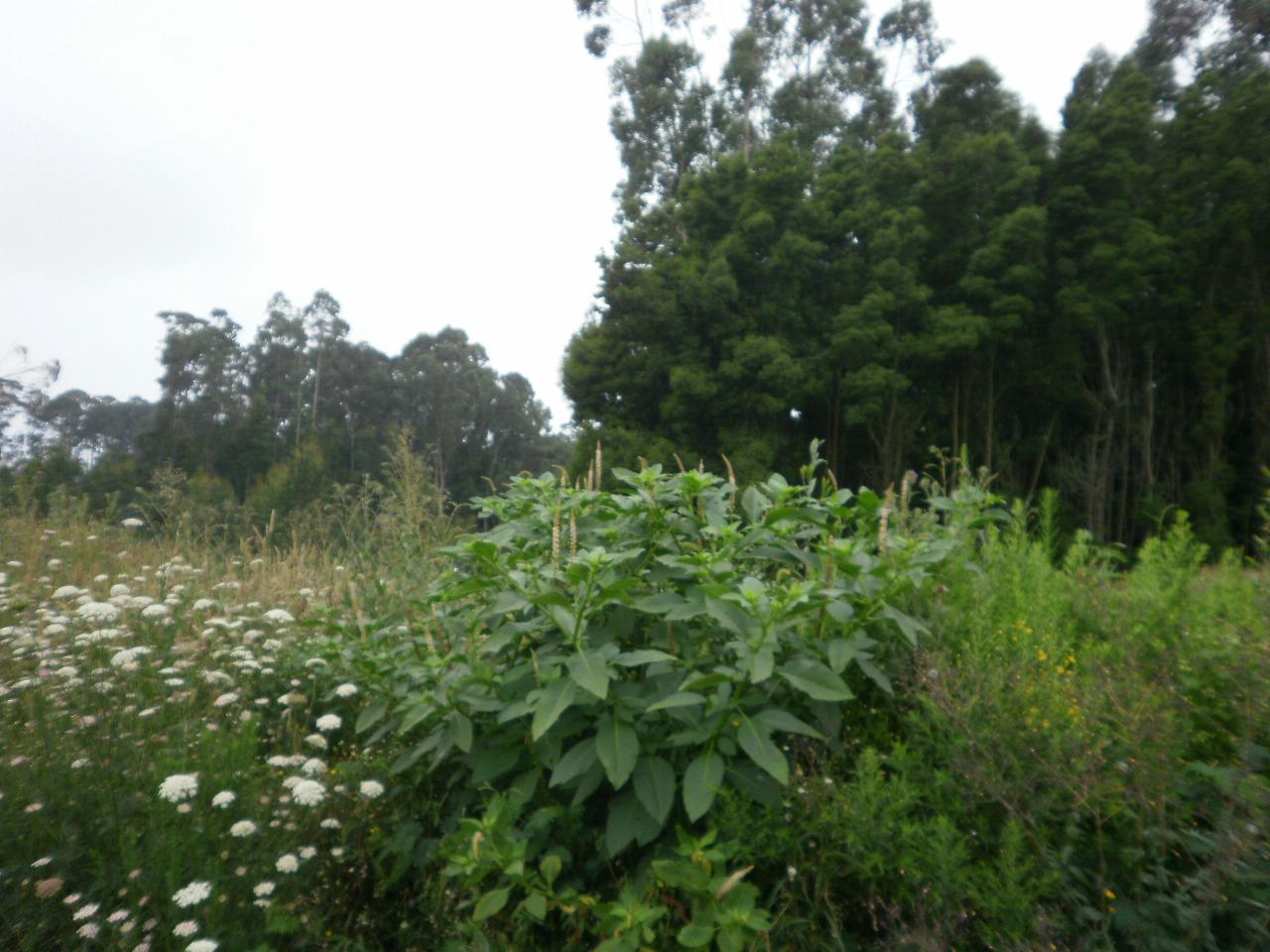 Terreno  Venda em Arcozelo,Vila Nova de Gaia