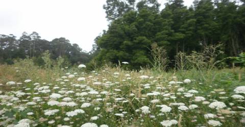 Terreno  Venda em Arcozelo,Vila Nova de Gaia