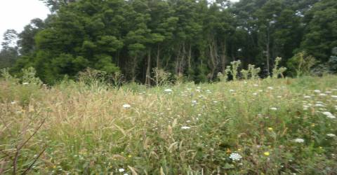 Terreno  Venda em Arcozelo,Vila Nova de Gaia