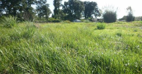 TERRENO PARA CONSTRUÇÃO EM GRIJO.