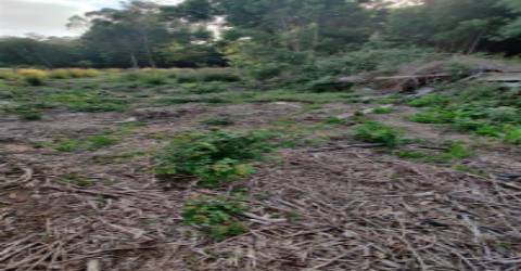 Terreno Urbanizável em Grijó