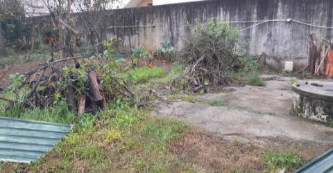 Terreno com Pinhal em Crestuma