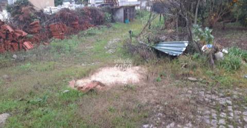 Terreno com Pinhal em Crestuma
