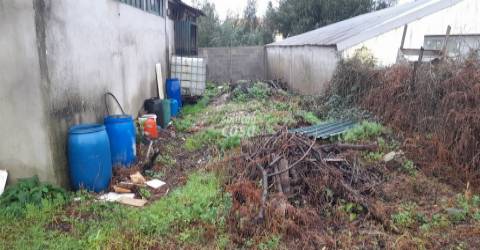 Terreno com Pinhal em Crestuma