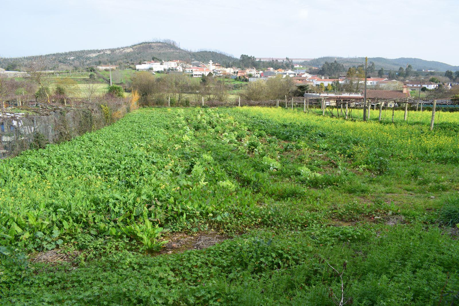 Terreno Para Construção  Venda em Alfena,Valongo