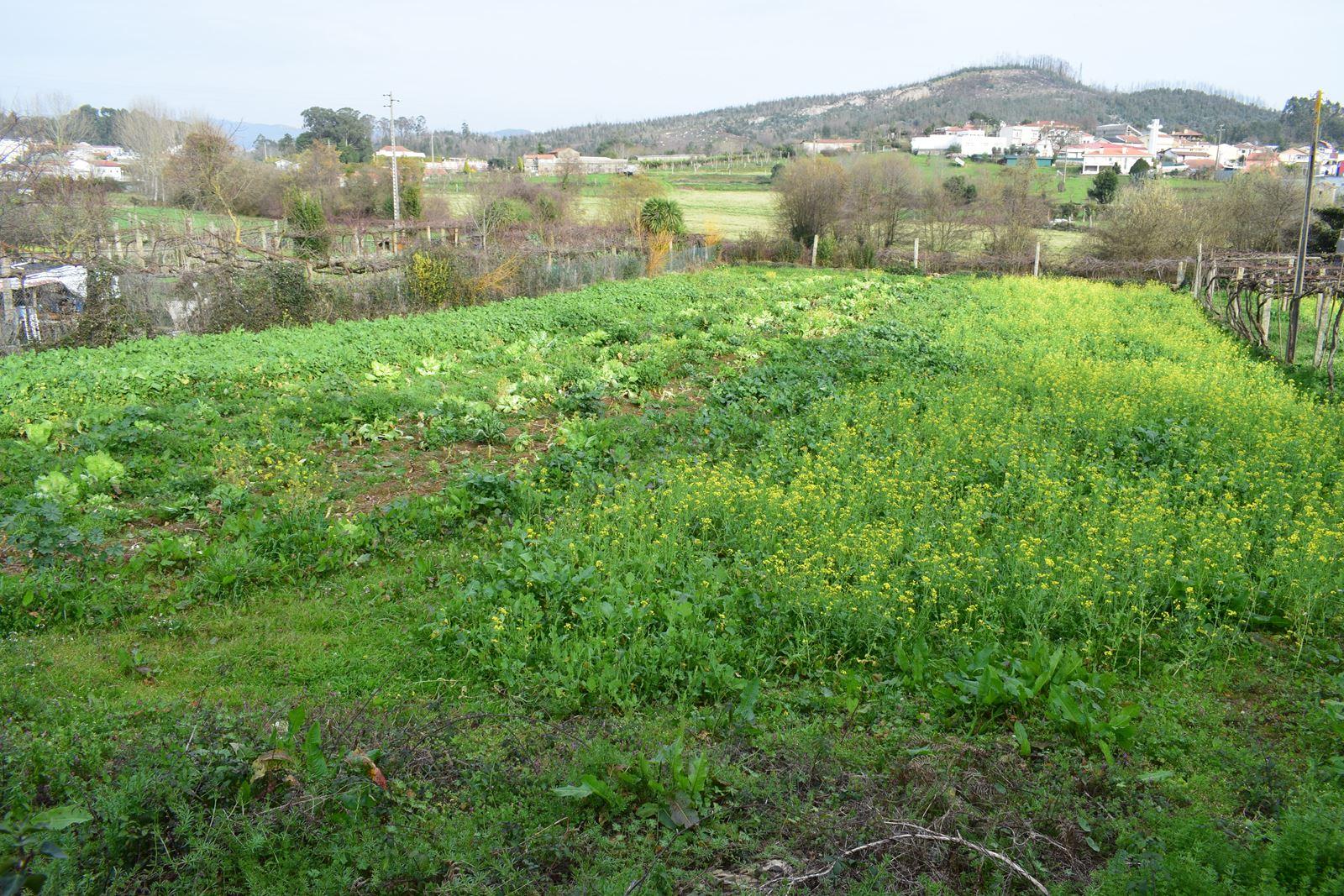 Terreno Para Construção  Venda em Alfena,Valongo