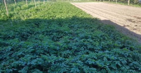 Terreno  Venda em Águas Santas,Maia