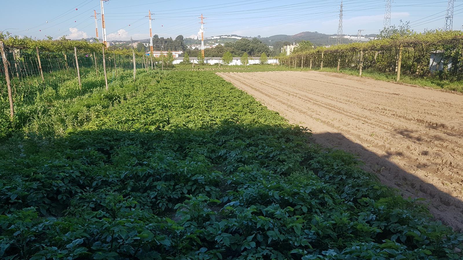 Terreno  Venda em Águas Santas,Maia