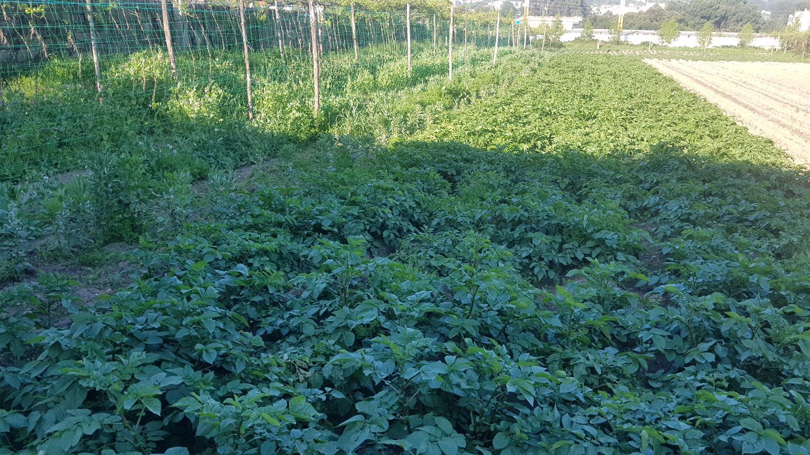 Terreno  Venda em Águas Santas,Maia