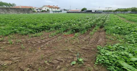 Terreno Misto  Venda em Castêlo da Maia,Maia