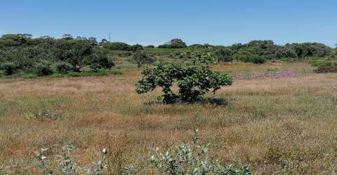 Quinta perto do mar em Lagoa