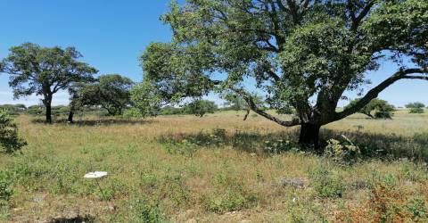 Quinta perto do mar em Lagoa