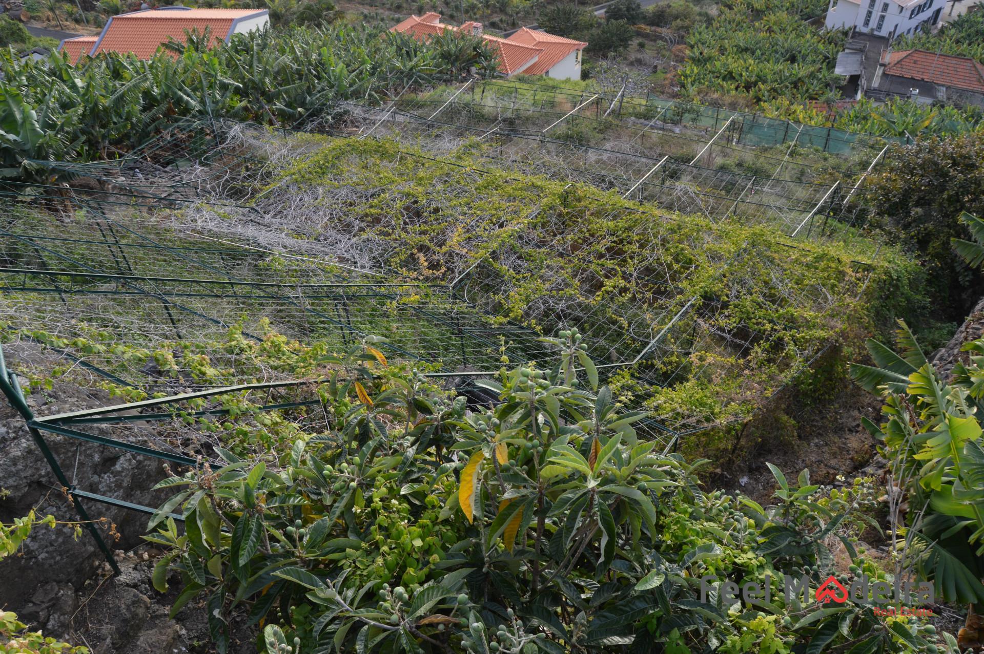 Terreno Rústico  Venda em Ribeira Brava,Ribeira Brava