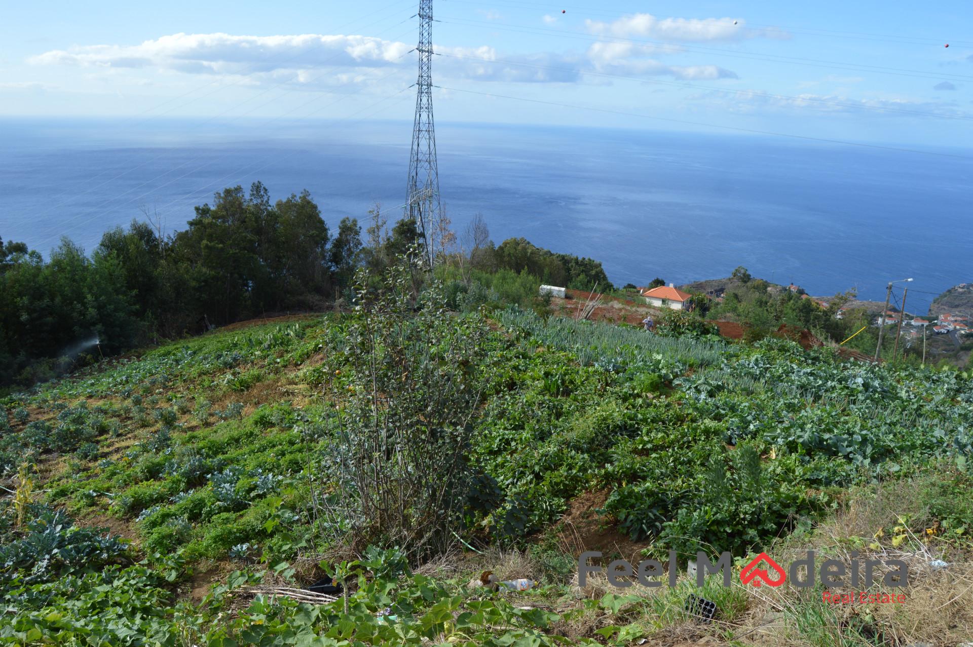 Terreno Rústico  Venda em Ribeira Brava,Ribeira Brava