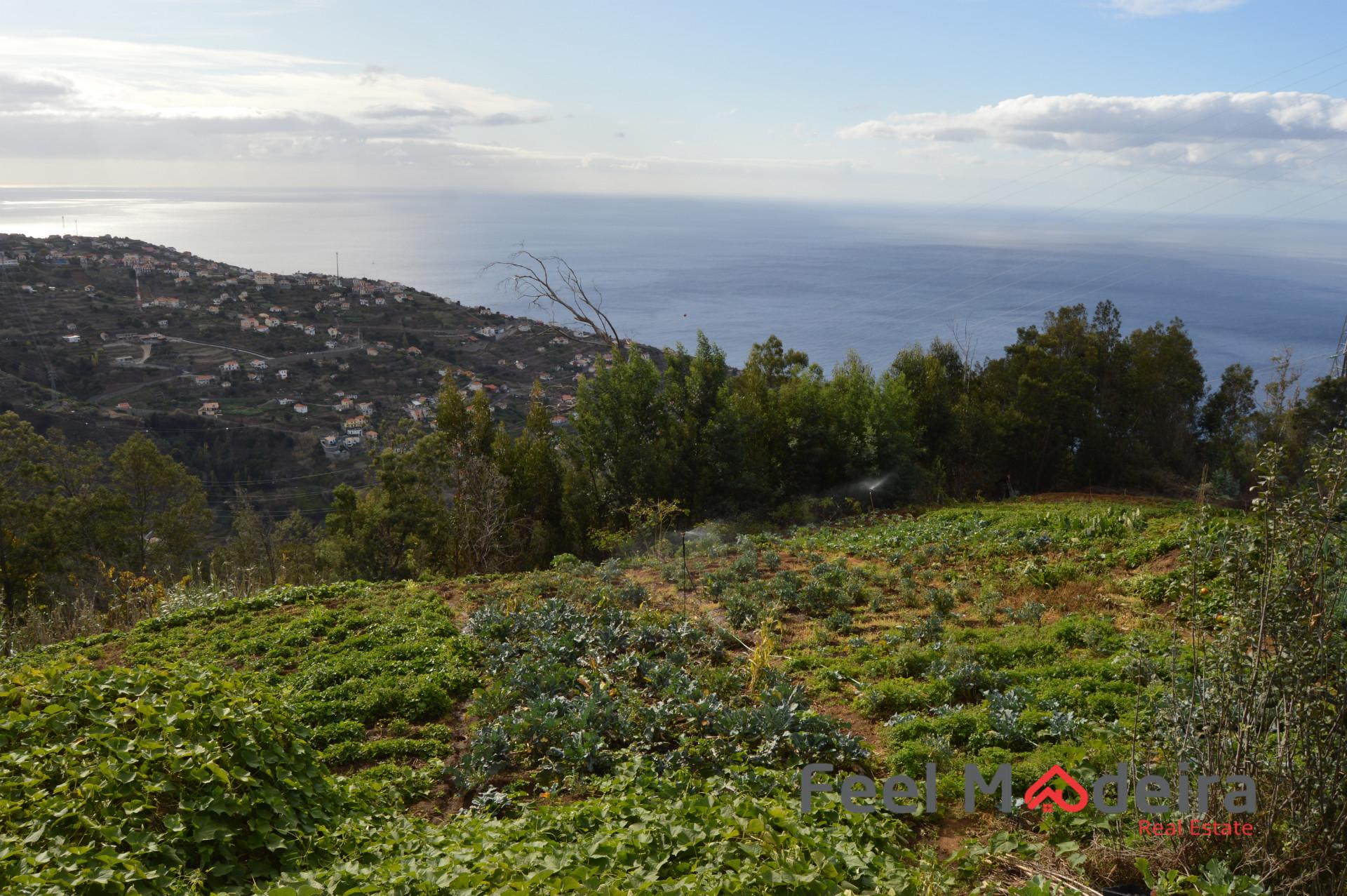 Terreno Rústico  Venda em Ribeira Brava,Ribeira Brava