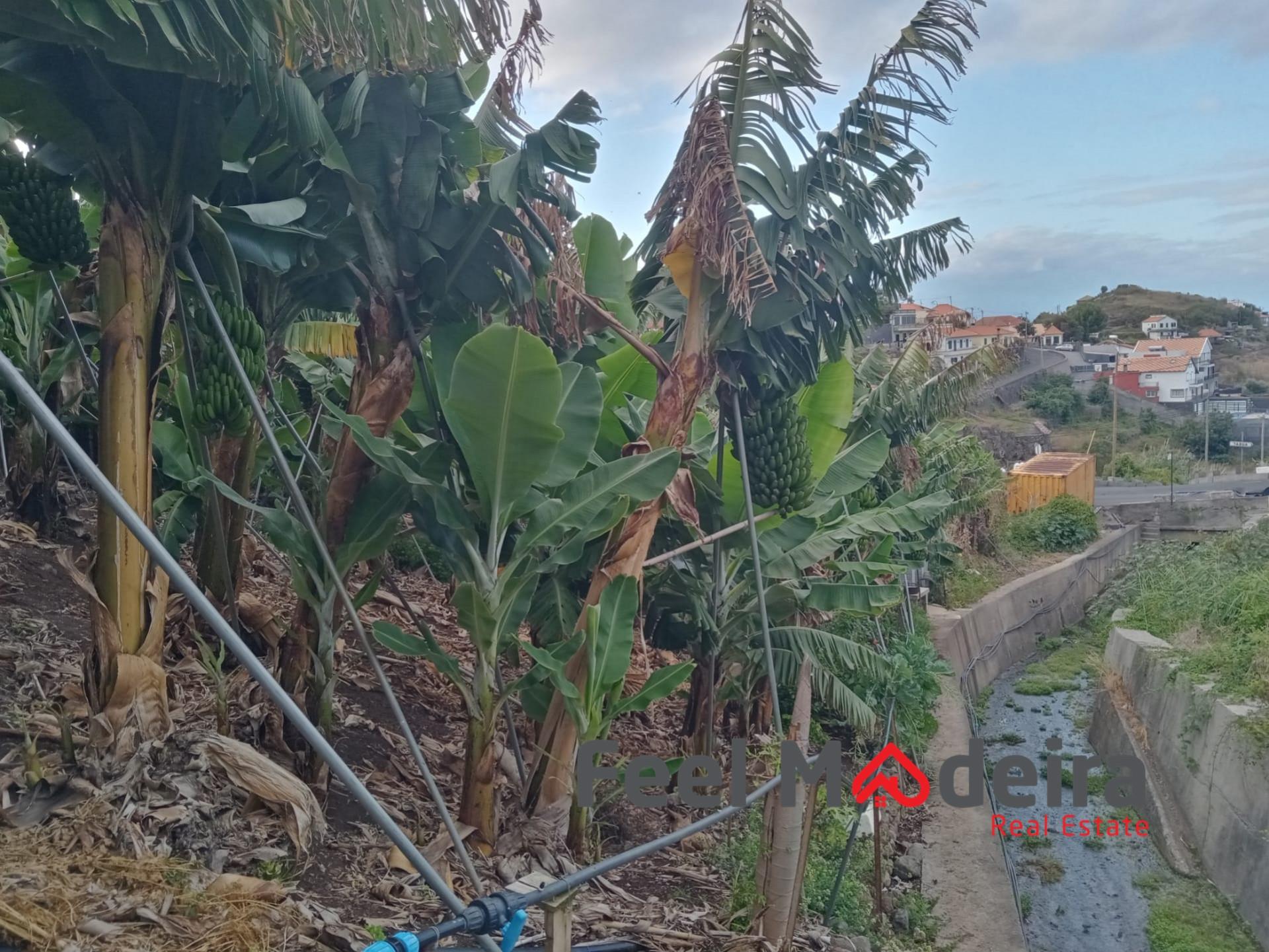 Terreno Rústico  Venda em Ribeira Brava,Ribeira Brava