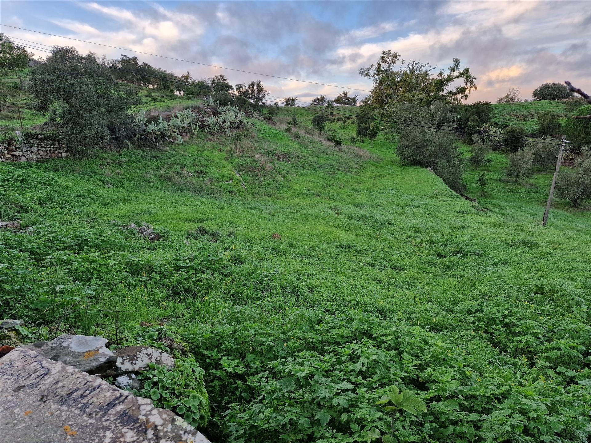 Terreno Rústico  Venda em Santa Cruz,Almodôvar