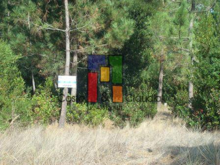 Terreno Urbano T3 Venda em Praia de Mira,Mira