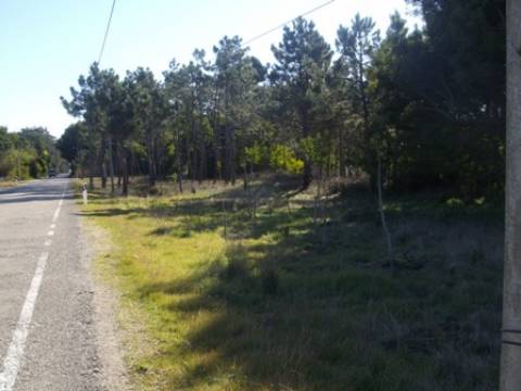 Terreno Rústico  Venda em Praia de Mira,Mira