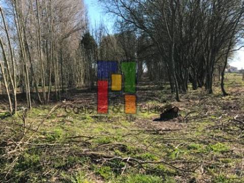 Terreno Misto  Venda em Febres,Cantanhede