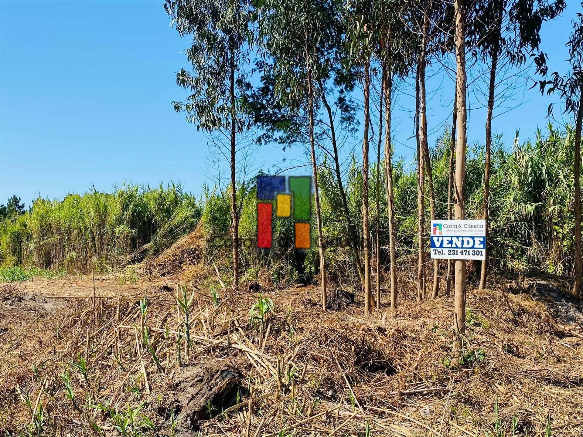 Terreno Urbano  Venda em Mira,Mira