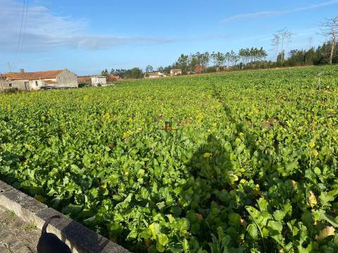 Terreno Misto  Venda em Mira,Mira