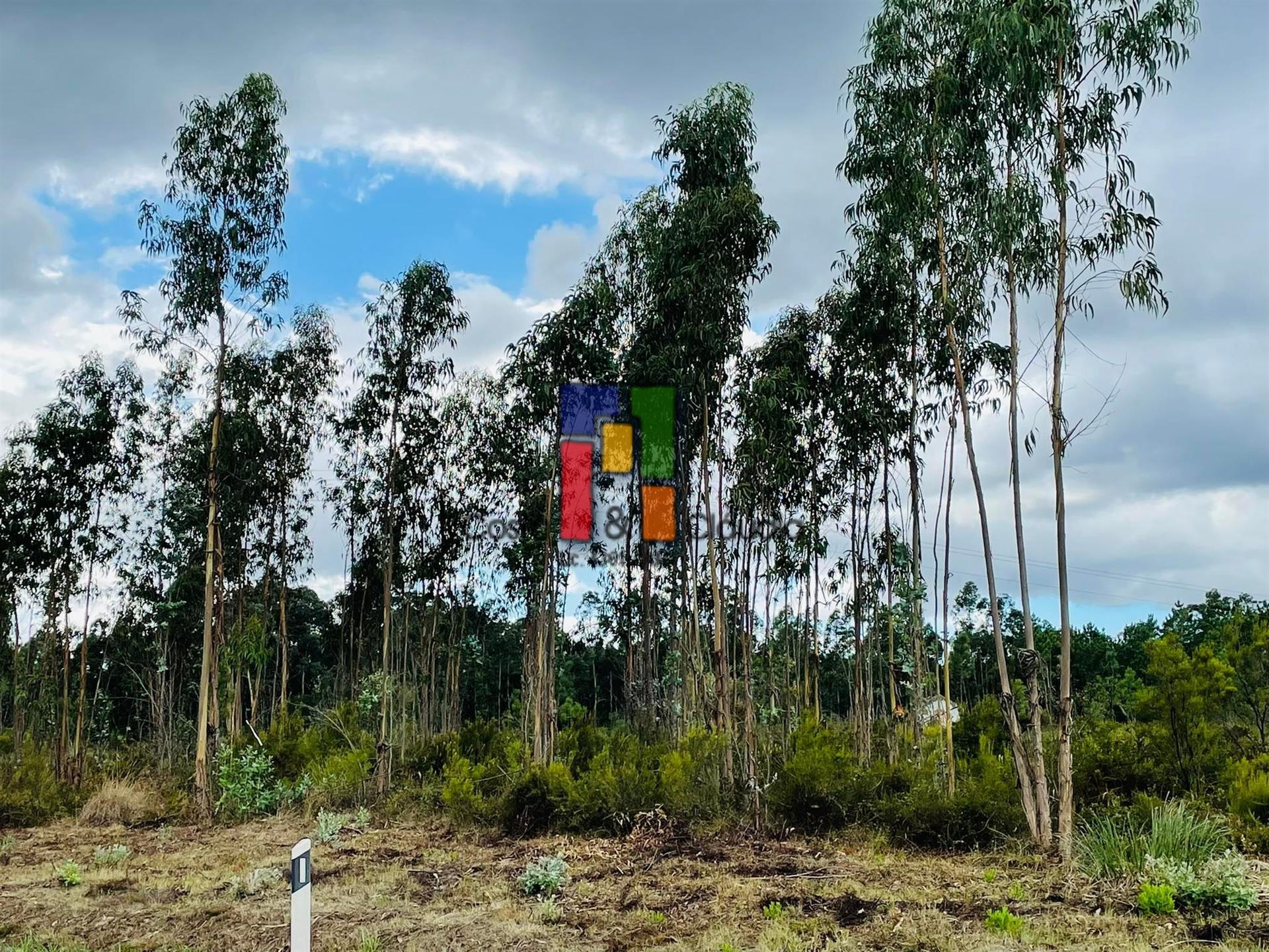 Terreno Rústico  Venda em Covões e Camarneira,Cantanhede