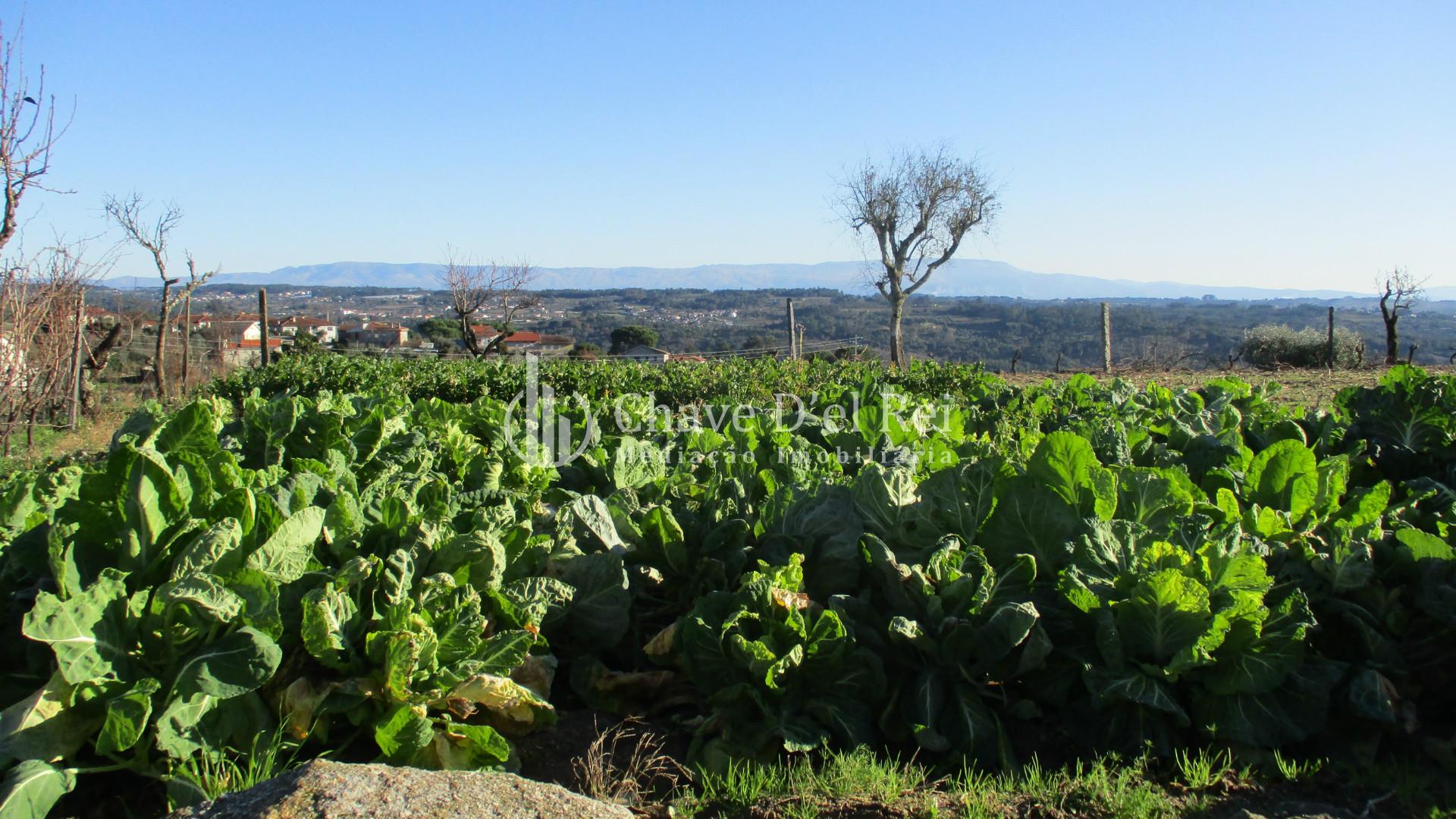 Quinta  Venda em São João de Lourosa,Viseu