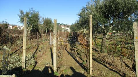 Quinta  Venda em São João de Lourosa,Viseu