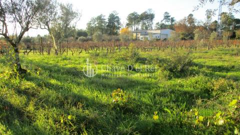 Quinta  Venda em São João de Lourosa,Viseu