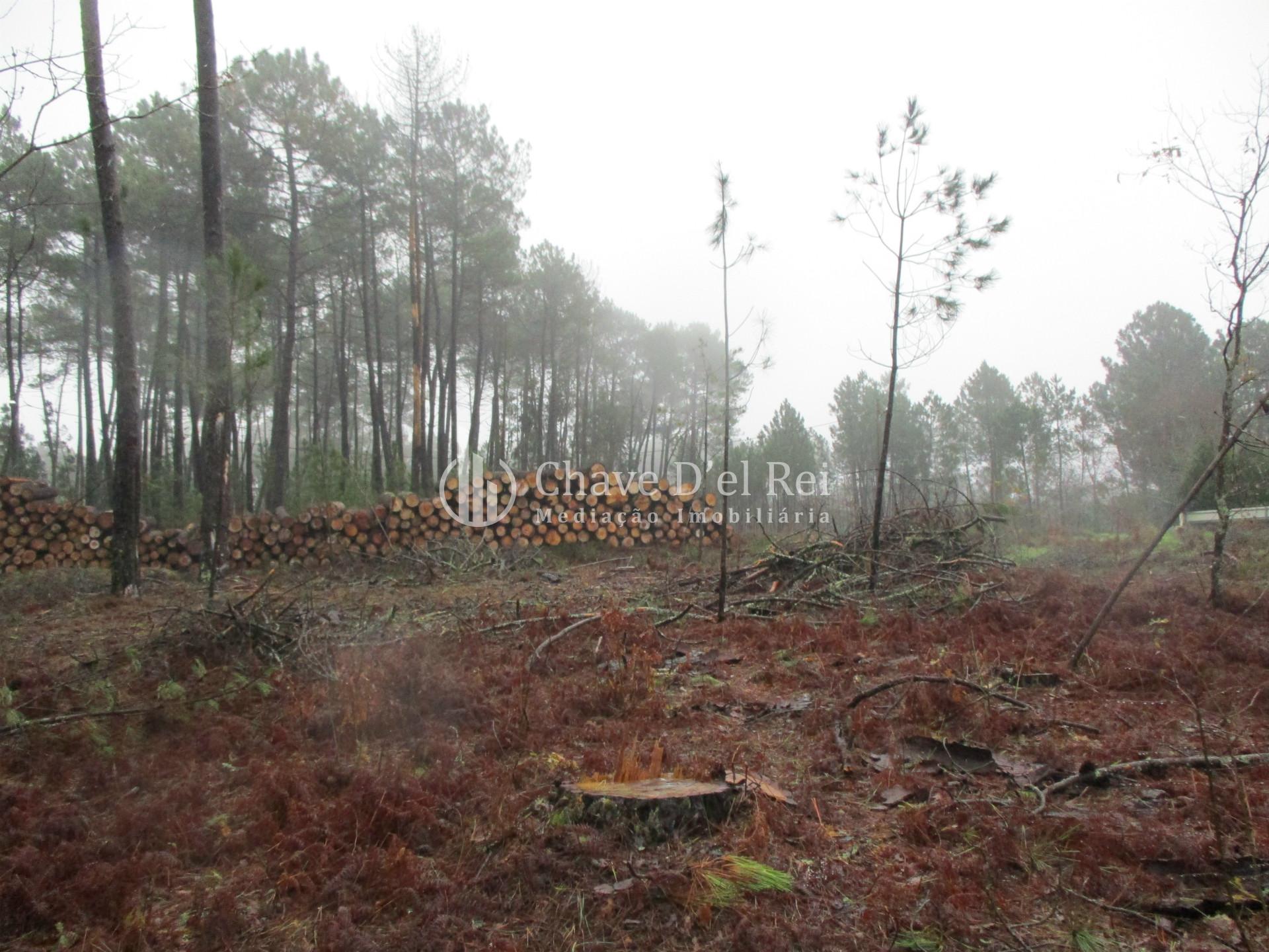 Terreno Para Construção  Venda em Ribafeita,Viseu