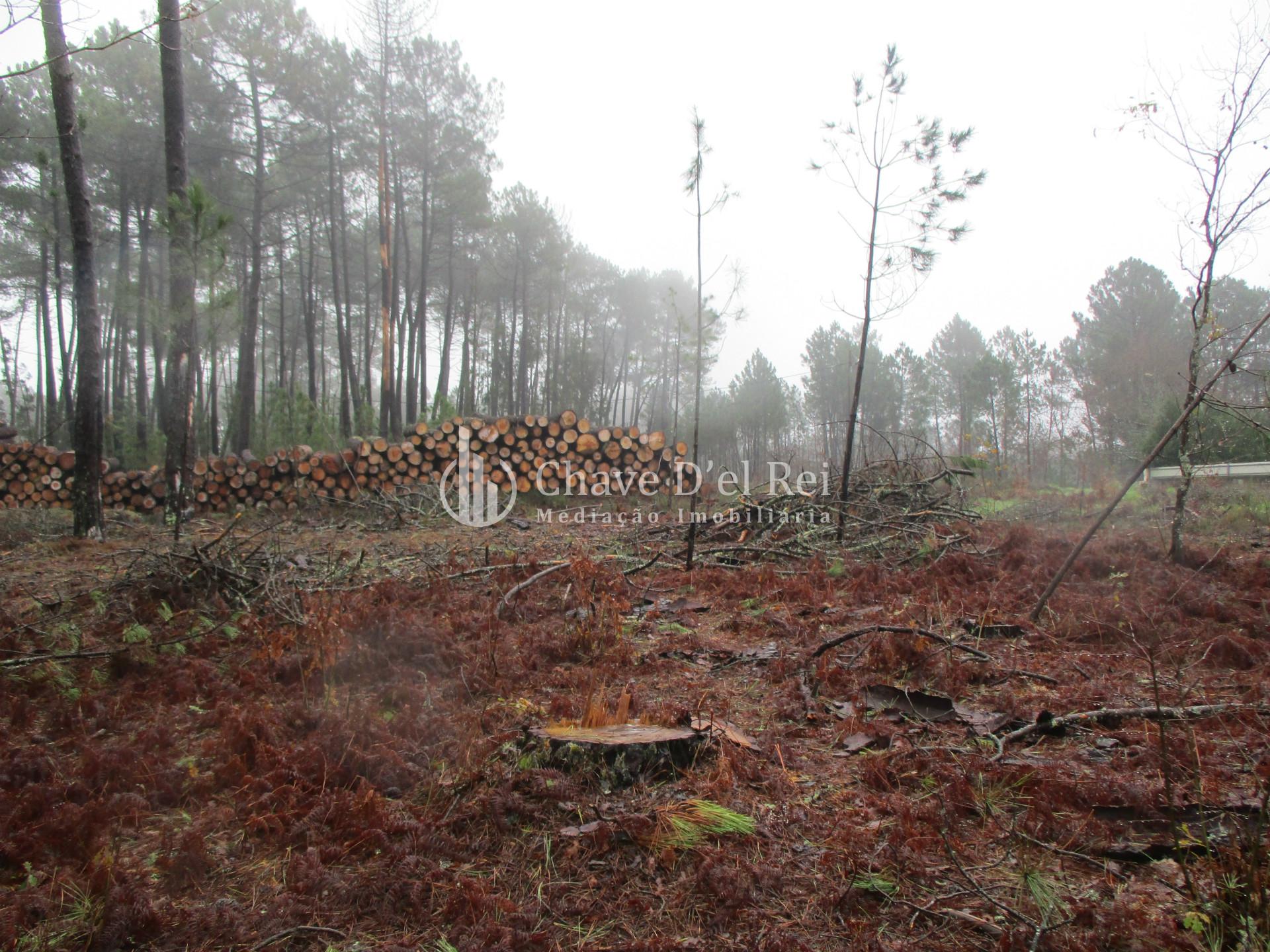 Terreno Para Construção  Venda em Ribafeita,Viseu