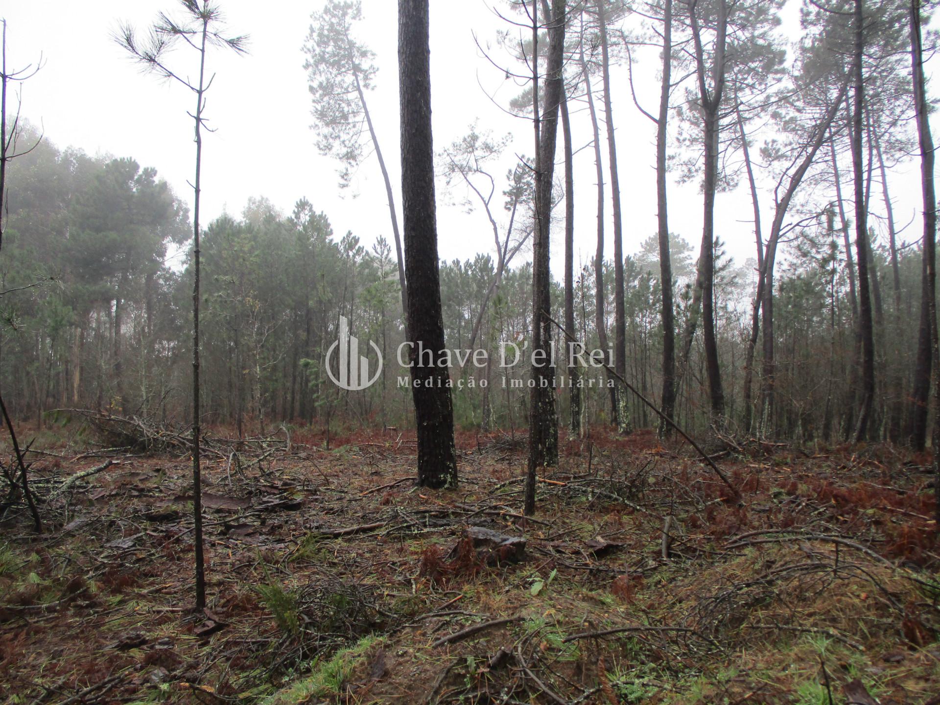 Terreno Para Construção  Venda em Ribafeita,Viseu