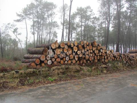 Terreno Para Construção  Venda em Ribafeita,Viseu