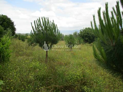 Quintinha  Venda em Santiago de Cassurrães e Póvoa de Cervães,Mangualde
