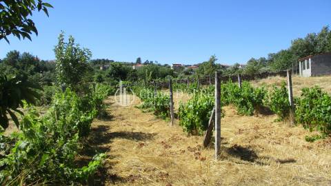 Quintinha  Venda em Freixiosa,Mangualde