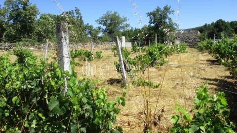 Quintinha  Venda em Freixiosa,Mangualde