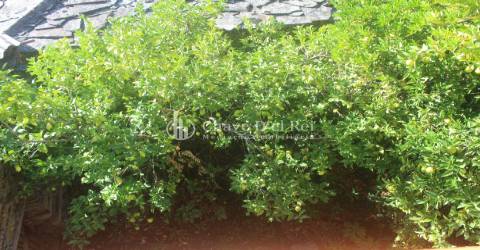 Quinta  Venda em Parada de Ester e Ester,Castro Daire